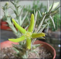 Orbea rogersii 